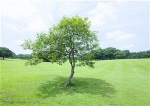 草地天空-草坪中的一棵树