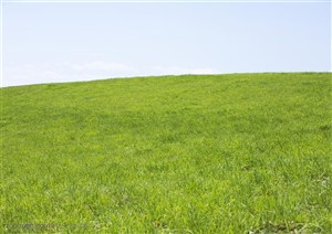 草地天空-嫩绿的小草堆