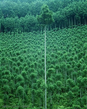 树林风景-笔直高耸的树木