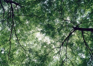 树林风景-庞大的树枝