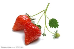 新鲜水果-在一根藤上的两颗新鲜草莓