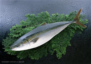 新鲜鱼类-漂亮的海鱼