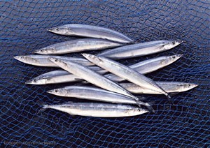 新鲜鱼类-网子上的银色小鱼