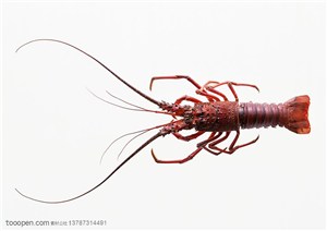 海底生物-俯视长须生红色大龙虾