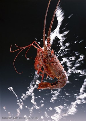 海底生物-从水里跳出来弯曲着的大龙虾