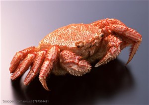 海底生物-长了毛的红色大螃蟹特写