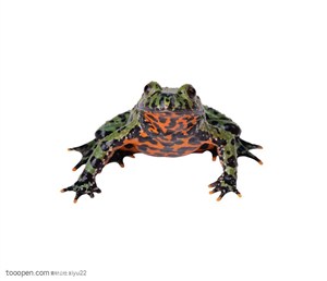 野生世界-漂亮的小青蛙