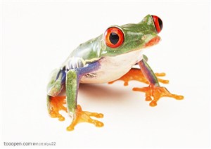 野生世界-抬头的小青蛙