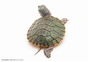 野生世界-绿色的小乌龟