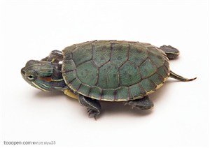 野生世界-绿色壳的小乌龟