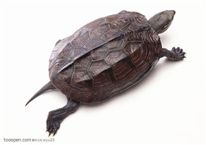 野生世界-爬行的乌龟