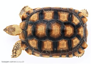 野生世界-漂亮的龟壳