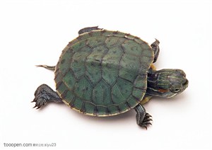 野生世界-漂亮的绿色乌龟