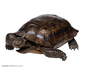 野生世界-浅褐色的乌龟