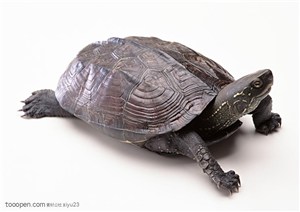 野生世界-深褐色的乌龟