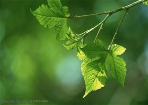 树木树叶-垂下来的一束嫩绿的叶子