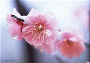 花卉物语-两朵漂亮的粉色梅花