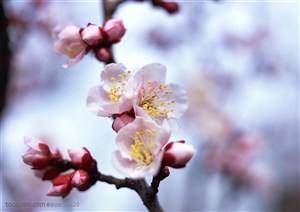 花卉物语-弯曲树枝上的漂亮梅花