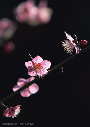 花卉物语-枝头漂亮的粉色梅花