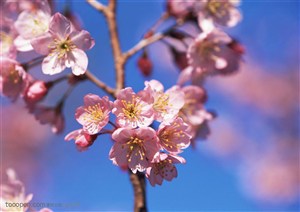 花卉物语-枝头上的粉色梅花