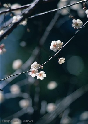 花卉物语-枝头的白色梅花