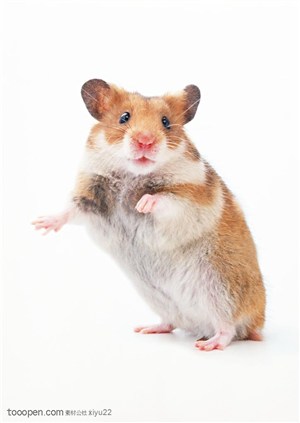 可爱宠物-站立的棕色小老鼠
