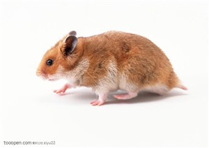 可爱宠物-棕色的小老鼠