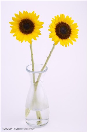 金色向日葵-花瓶中的两朵向日葵