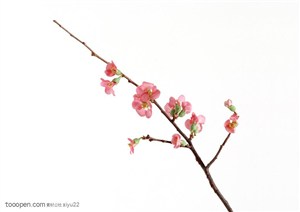 花卉物语-一枝粉色的梅花
