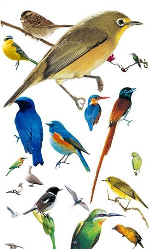 各式各样的鸟类4