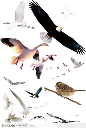 各式各样的鸟类