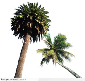 椰 子 树