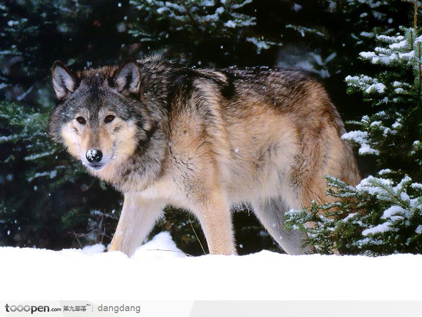 白雪地里寻食的灰狼