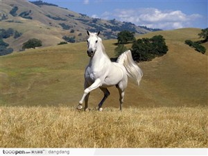 黄草地上的白马