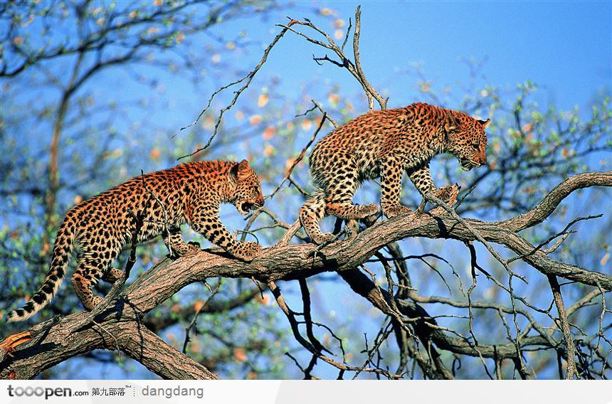 两只爬上树的豹子