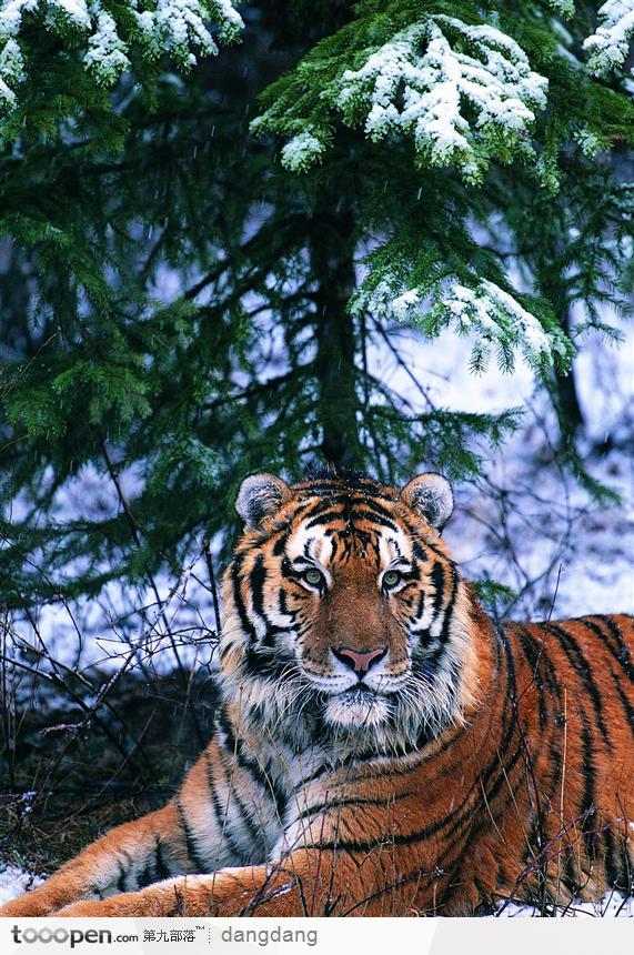 雪地里闲坐的老虎