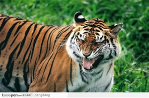 幽默一笑的老虎