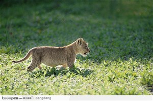 漫步在草地上的小老虎