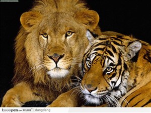老虎和狮子