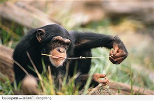 猩猩吃草玩