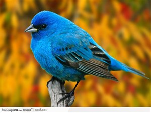 蓝色的小鸟图片