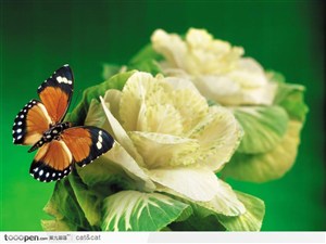 花朵中的彩蝶