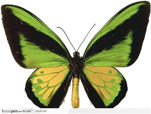 蝴蝶标本（绿色蝴蝶）