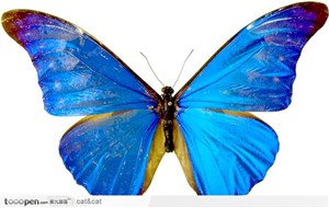 蝴蝶标本（蓝色蝴蝶）