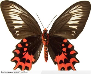 蝴蝶标本（黑色蝴蝶）