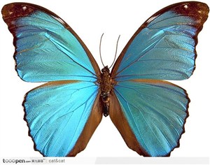 蝴蝶标本（蓝蝴蝶）