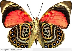 蝴蝶标本（彩色蝴蝶）
