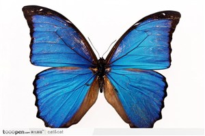 蝴蝶标本（蓝蝴蝶）