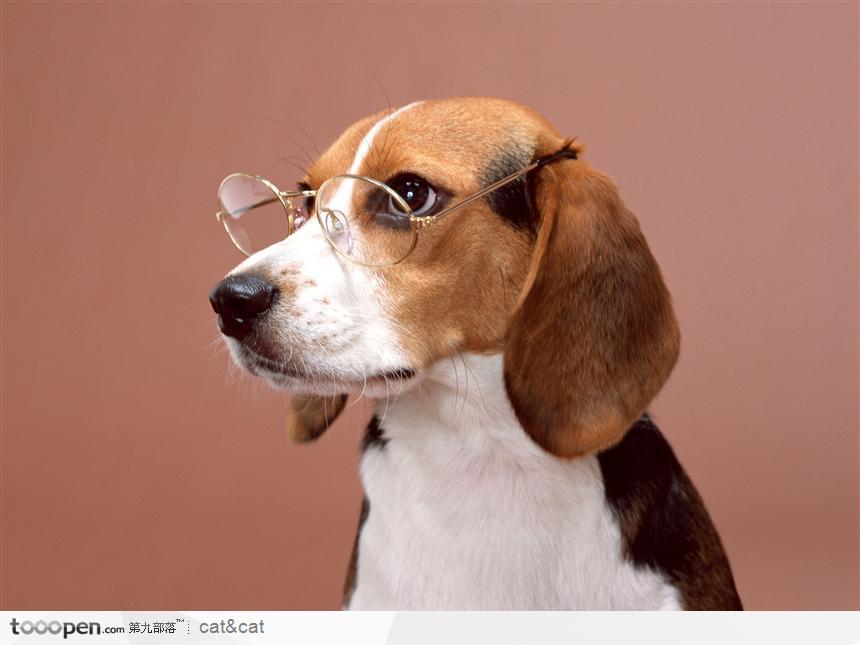 宠物狗（戴眼镜）图片素材