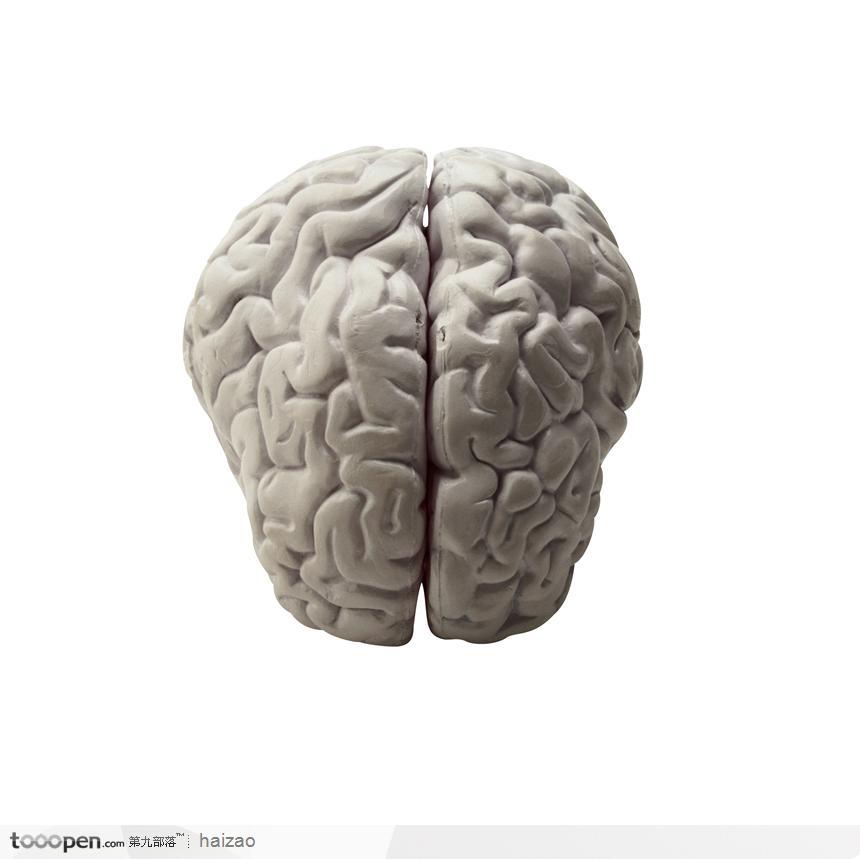 大脑结构模型